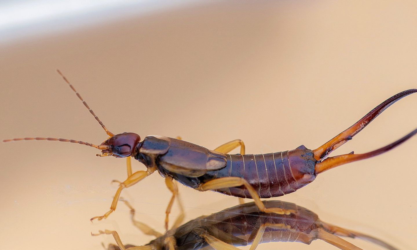 Forficula auricularia (Forficulidae) maschio